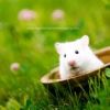 Hamster