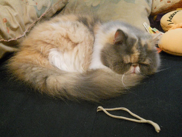 ˵