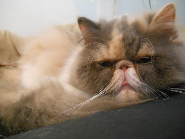 ˵