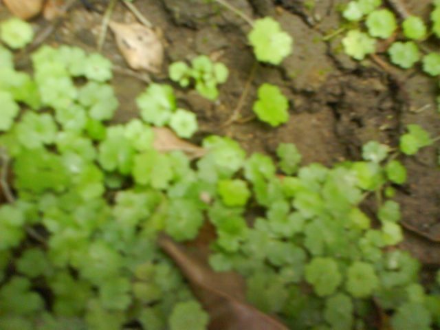 ˵
