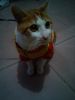 �ڮa���p猫�}-Kathy