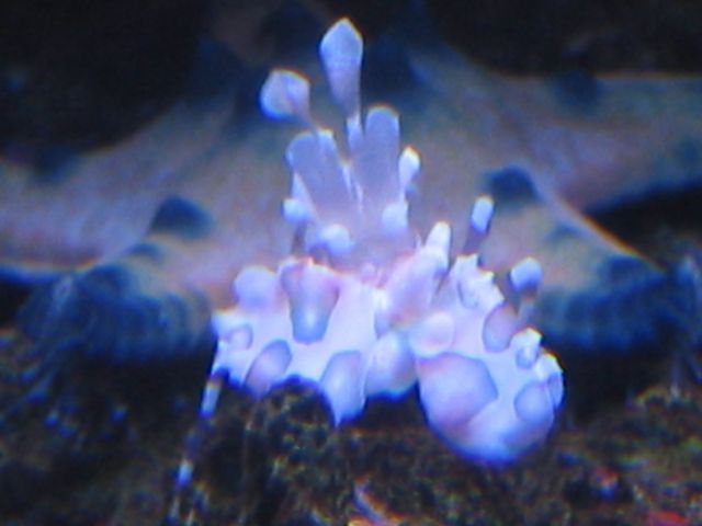 �˵����