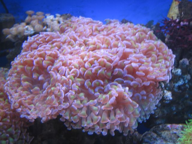 �˵����