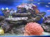 MY FISH