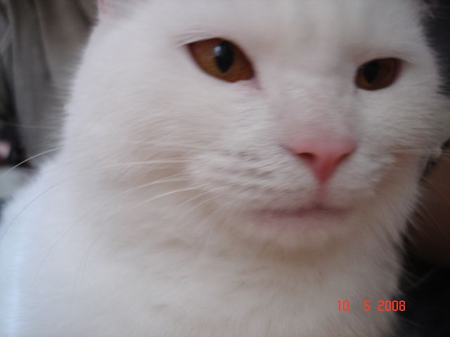 ˵