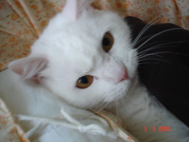 ˵