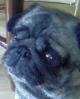 Dog Dog